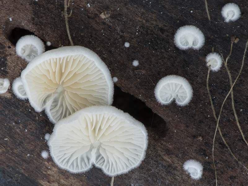 Crepidotus epibryus